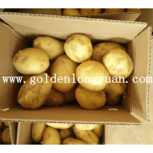 Хороший Свежий Урожай Картофеля Из Китая
